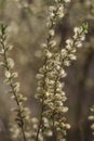 Close up blossom willow branches