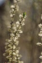 Close up blossom willow branches