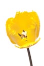 Close-up of a blossom of a yellow fringed tulip