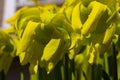 Close up of blossom of a yellow pitcherplant, also called Sarracenia flava or Gelbe Schlauchpflanze