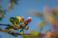close-up of blossoming apple tree on branch against blue sky Royalty Free Stock Photo