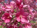 Close-up blossoming apple tree on a spring day. Beautiful spring tree red flowers background. Branch with red flowers Royalty Free Stock Photo