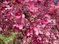 Close-up blossoming apple tree on a spring day. Beautiful spring tree red flowers background. Branch with red flowers Royalty Free Stock Photo