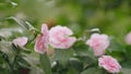 Blossoming Of Camellia Tree. Flowering Plant Genus In Family Theaceae. April Dawn Blush.