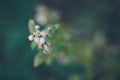 Close up of blossoming flower in spring with shallow focus Royalty Free Stock Photo
