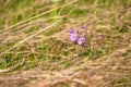 Purple flower of Geranium pratense in field Royalty Free Stock Photo