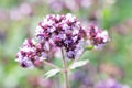 Blossoming oregano flowers. Herb using in cooking as seasoning, Royalty Free Stock Photo