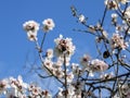 Pink almond twigs in front of blue sky Royalty Free Stock Photo