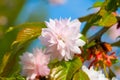 Close-up blossoming plum-tree