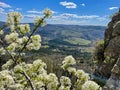 CLOSE UP: Blossoming tree and cliff overlook the beautiful green countryside.