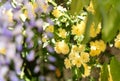 Close up blossoming yellow rose flowers on defocused natural leaves backdrop. Selective focus Royalty Free Stock Photo