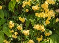 Close up blossoming yellow rose flowers on natural leaves backdrop. Selective focus Royalty Free Stock Photo