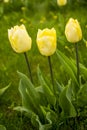 A yellow tulip flowers