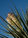 Close Up of Blossoms on a Faxon Yucca in Texas Royalty Free Stock Photo