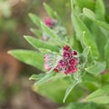 Close-up of the blossoms of the houndstongue plant in the Amsterdam water supply dunes near to Amsterdam and Zandvoort