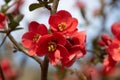 Close up of blossoms of a Japanese ornamental quince, also called Chaenomeles japonica