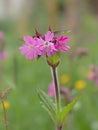Close-up of the blossoms pf the red campion Silene dioica