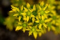 Close up of Blossoms of Yellow Stonecrop Wildflowers Royalty Free Stock Photo