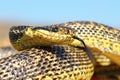 Close up of blotched snake head