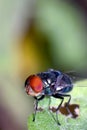 Close-up of blow-fly or carrion fly Calliphoridae.