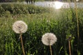 Blowballs on the wind against the setting sun. Peaceful summer landscape with white fluffy dandelion heads on the river bank Royalty Free Stock Photo