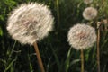 Blowballs on the wind against the setting sun. White fluffy dandelion heads on the summer lawn on the natural green grass backgrou Royalty Free Stock Photo