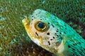 Close up of blowfish underwater in ocean Royalty Free Stock Photo