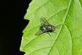 Close up of a blowfly on a green leaf.