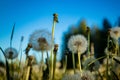 Close up of a blown dandelion in a field against the blue sky Royalty Free Stock Photo