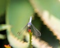 Close up blu and purple dragonfly on aloe