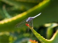 Close up blu and purple dragonfly on aloe with orange tip