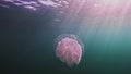 Close-up of a blubber jellyfish purple blubber jellyfish or Catostylus mosaic moving slowly underwater against a dark