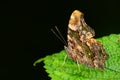 close up of blue admiral butterfly.