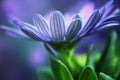 Close up of blue African daisy Osteospermum Royalty Free Stock Photo