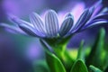 Close up of blue African daisy Osteospermum