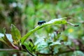 Close-up of a blue alder leaf beetle on a leaf's surface Royalty Free Stock Photo