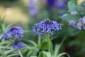 Close-up of Blue Allium Flower Bulb, Ornamental Onion