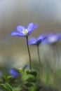 Blue anemone, anemone hepatica or hepatica nobilis in natural environment in wild forest Royalty Free Stock Photo