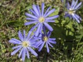 Close up blue Anemone blanda, windflower, Balkan anemone, winter windflower blooming in the grass. Small gentle delicate
