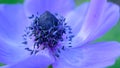 Close up Blue Anemone flower stamen Royalty Free Stock Photo