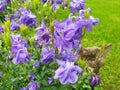 Close up of blue aquilegia flowers