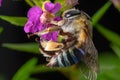 Close-up blue banded bee pollinating on purple flower Royalty Free Stock Photo