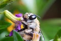 Close-up Blue banded bee pollinating on purple flower Royalty Free Stock Photo