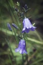 Close-up of a Blue bell in bloom, a popular flower of Scotland Royalty Free Stock Photo