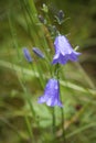 Close-up of a Blue bell in bloom, a popular flower of Scotland Royalty Free Stock Photo