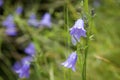 Close-up of a Blue bell in bloom, a popular flower of Scotland Royalty Free Stock Photo