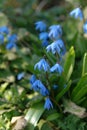 A close up of blue, bell-shaped flowers of Scilla siberica Siberian squill or wood squill in the garden Royalty Free Stock Photo