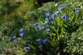 A close up of blue, bell-shaped flowers of Scilla siberica Siberian squill or wood squill Royalty Free Stock Photo