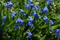 A close up of blue, bell-shaped flowers of Scilla siberica Siberian or wood squill, growing in the garden Royalty Free Stock Photo