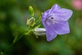 Close up of blue bellflower campanula flower with insect on the stamens